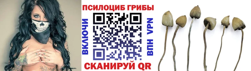 Псилоцибиновые грибы GOLDEN TEACHER  купить наркоту  Энем 